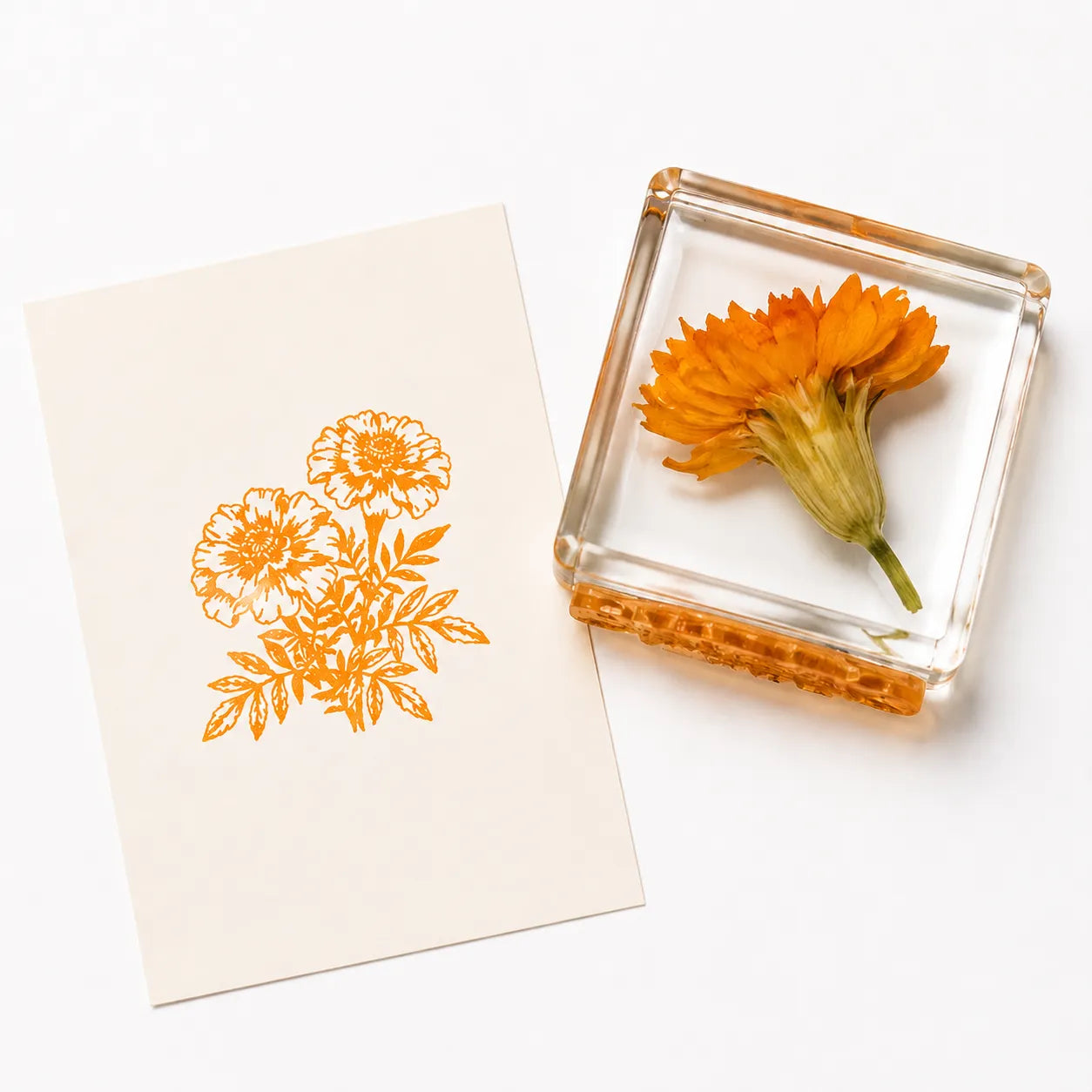 Real Butterfly Specimen Rubber Stamp