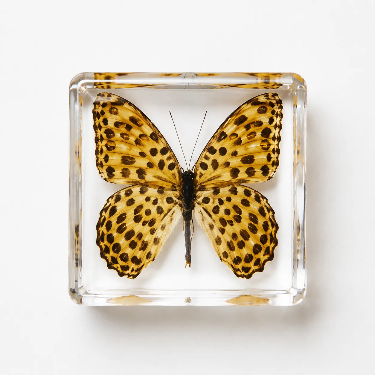 Real Butterfly Specimen Rubber Stamp