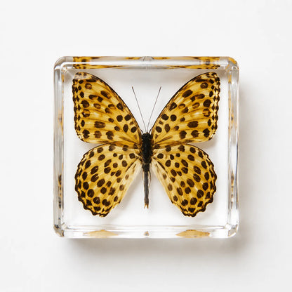 Real Butterfly Specimen Rubber Stamp